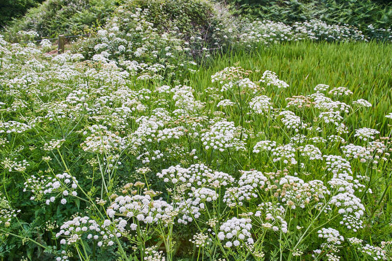 garden design landscape design